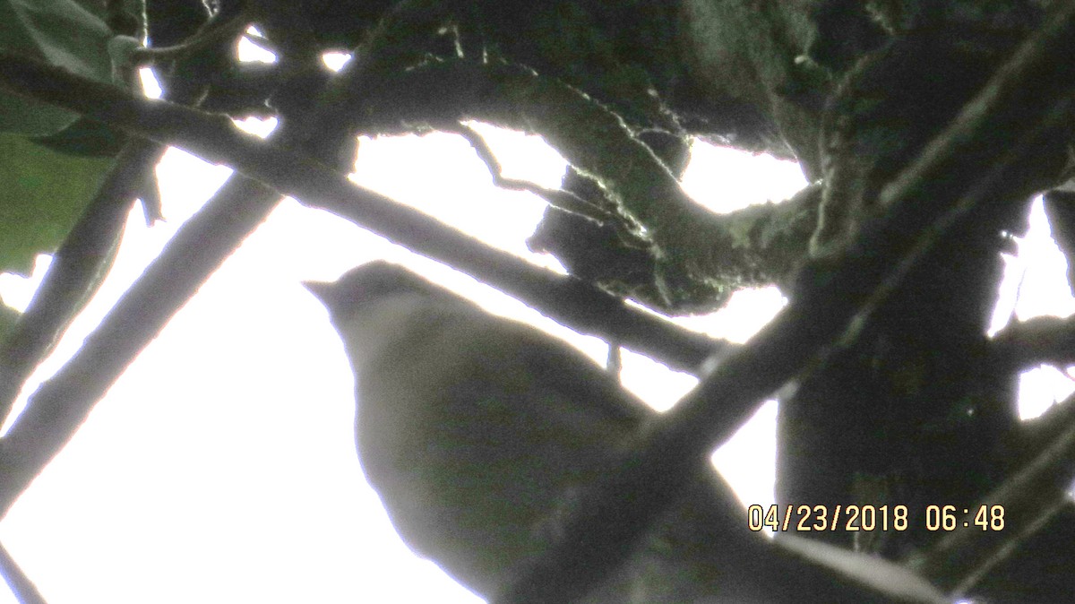Pectoral Sparrow - rick shearer