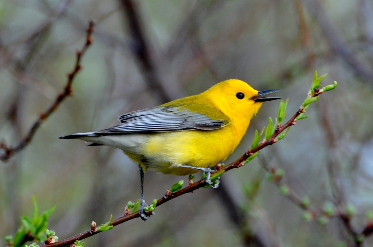 Prothonotary Warbler - ML99056151
