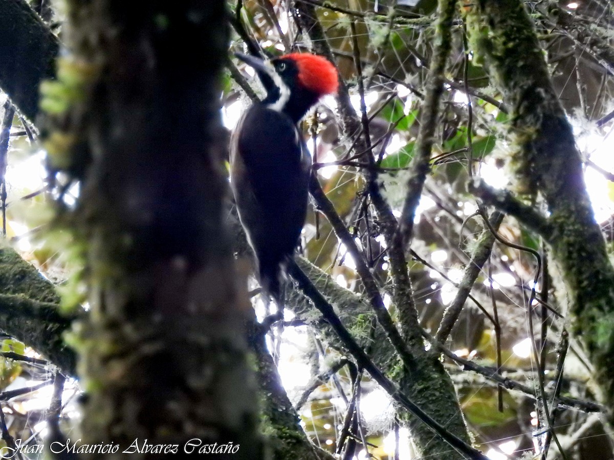 Powerful Woodpecker - Juan Mauricio Alvarez Castaño