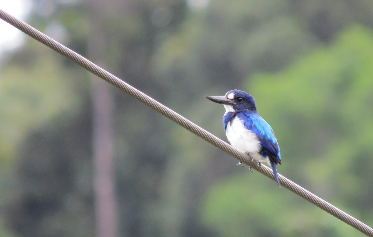 Blue-and-white Kingfisher - Mark Smiles