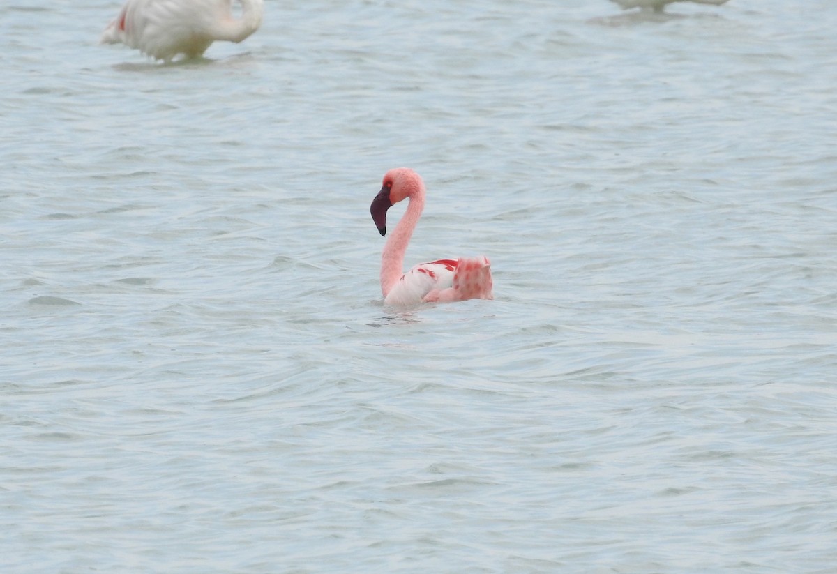 Lesser Flamingo - ML99062891