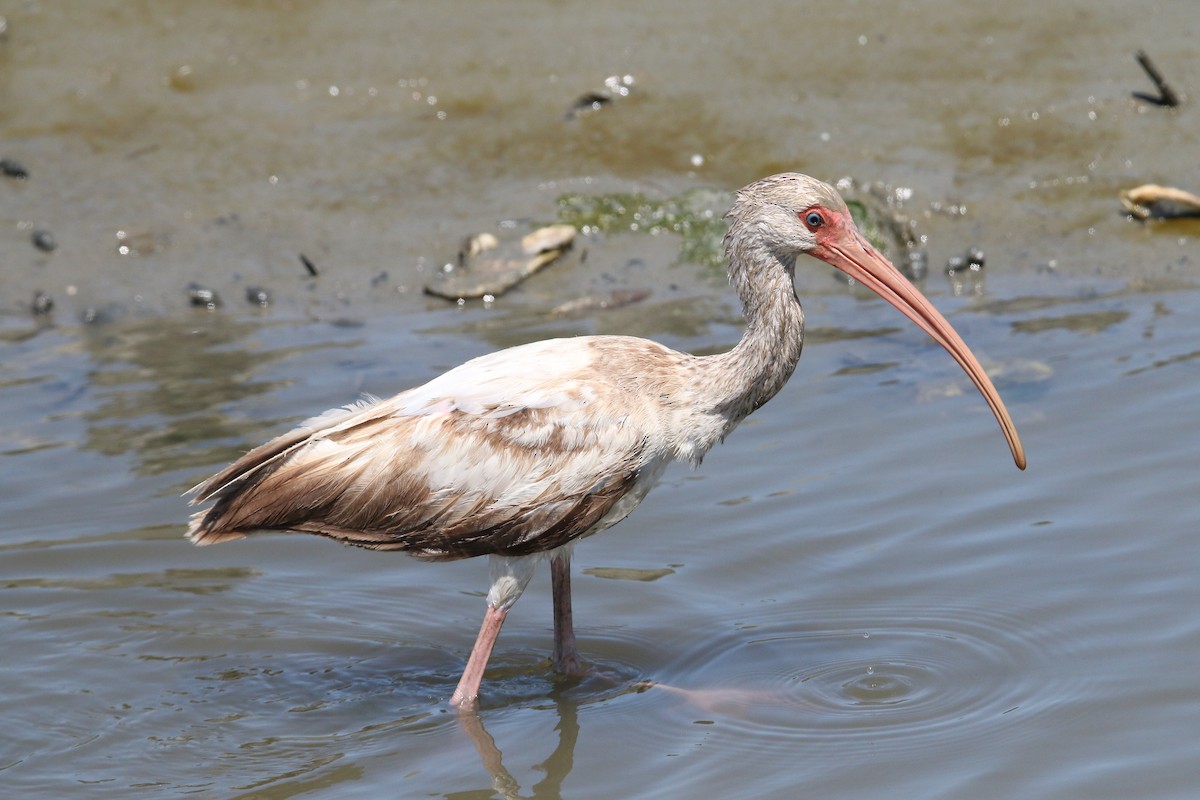 ibis bílý - ML99064291