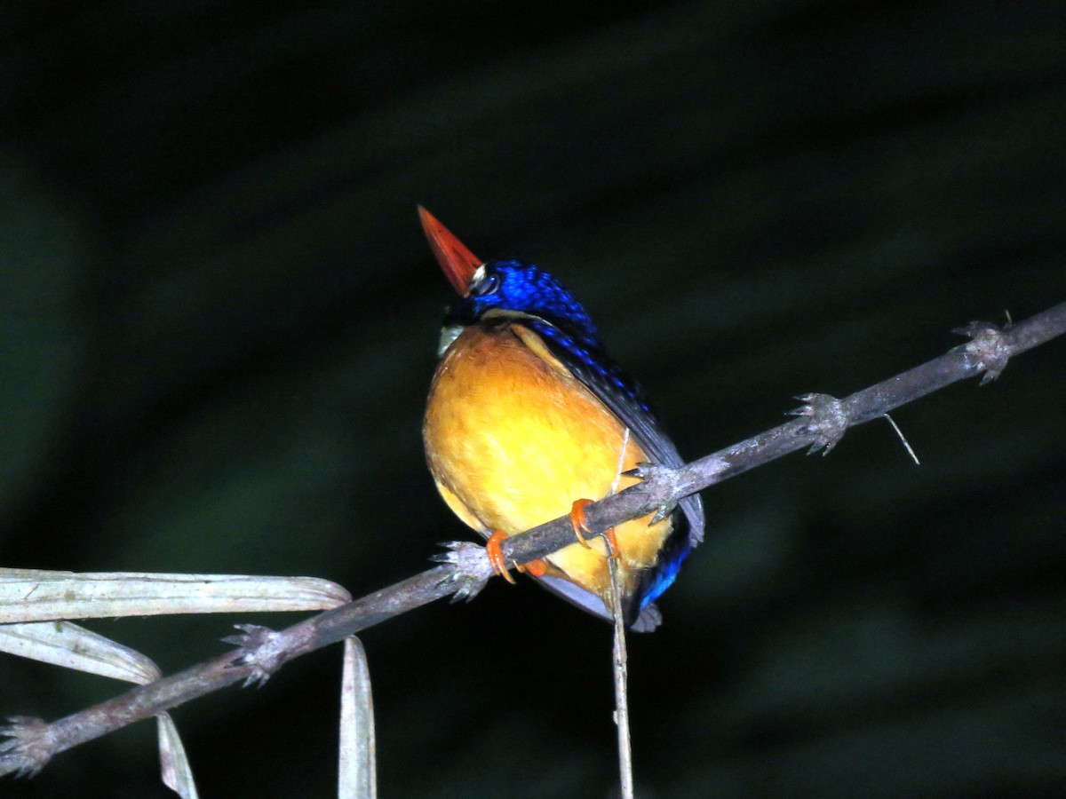Moluccan Dwarf-Kingfisher (North Moluccan) - ML99066891
