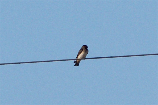 Northern Rough-winged Swallow - ML99068931