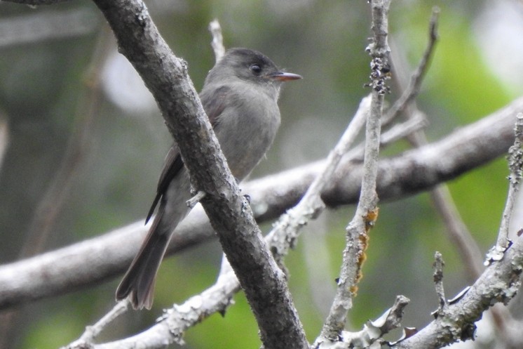 Southern Tropical Pewee - ML99070271