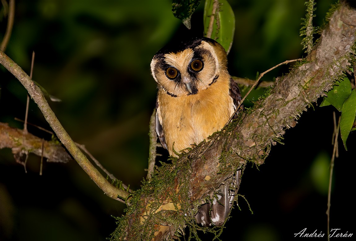 Buff-fronted Owl - ML99070691
