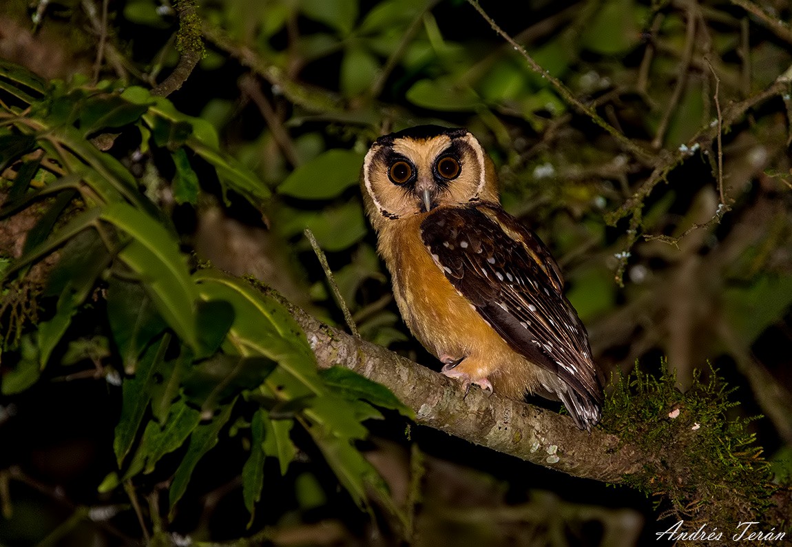 Buff-fronted Owl - ML99070701