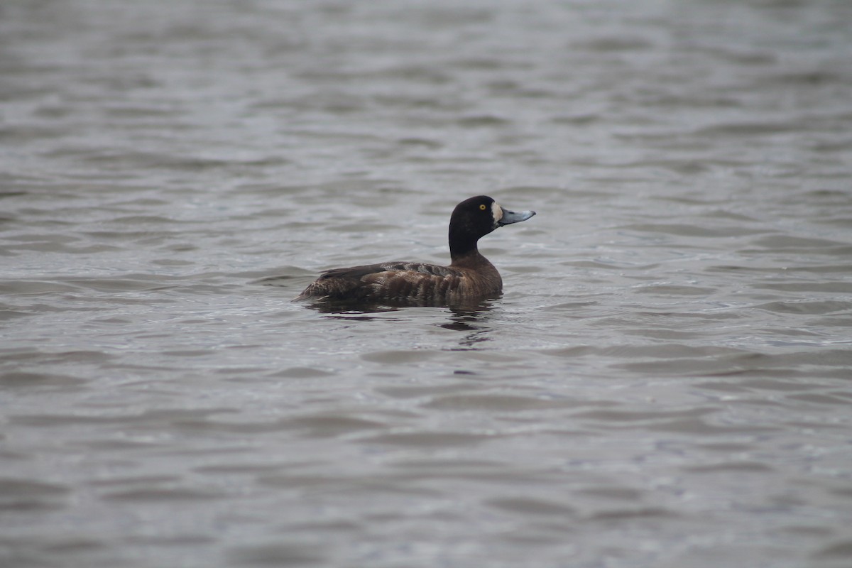 Greater Scaup - Sean Walsh