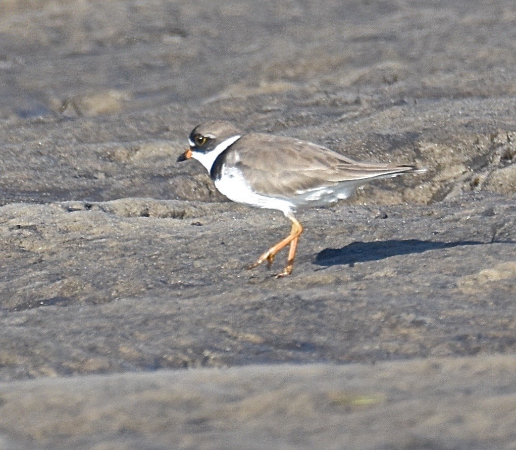 Semipalmated Plover - ML99071711