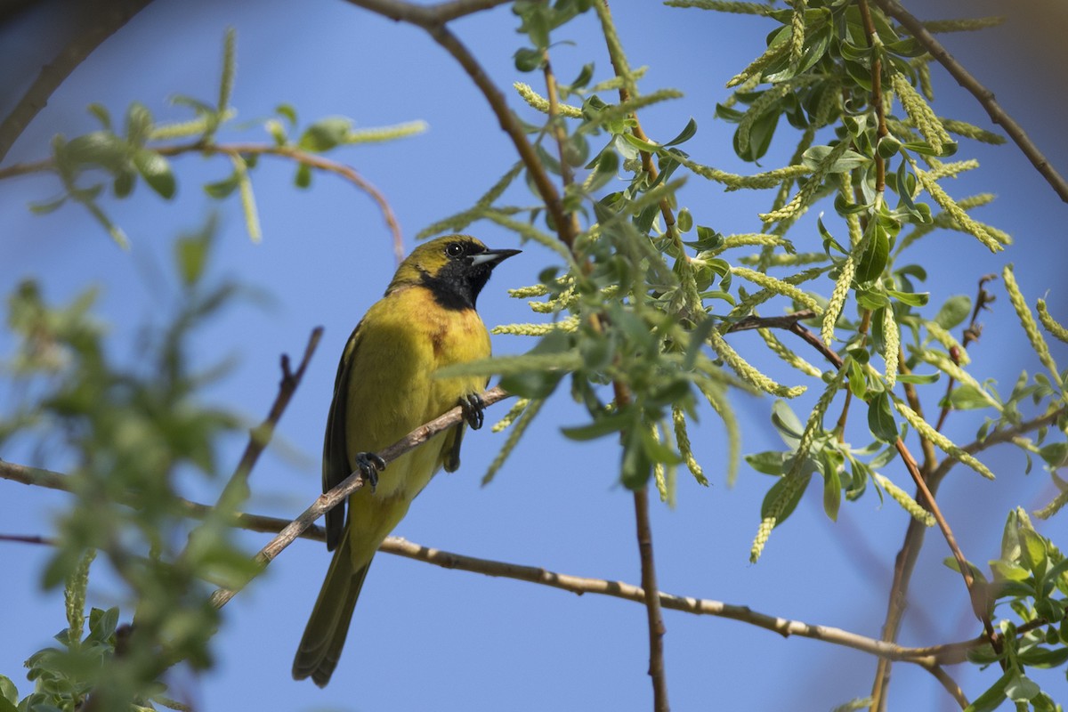 Orchard Oriole - ML99072631
