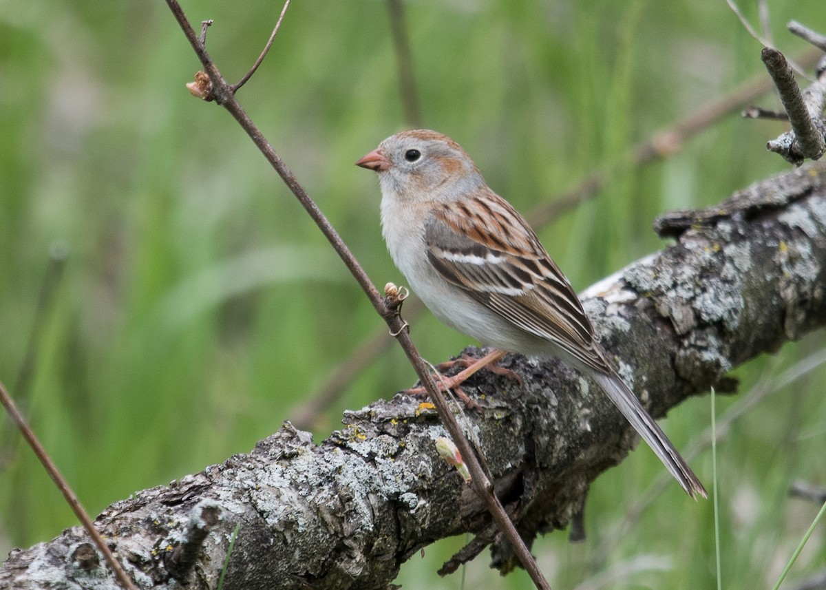 Field Sparrow - Sheila and Ed Bremer