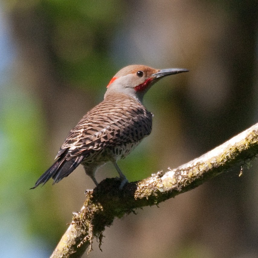 Northern Flicker (Yellow-shafted x Red-shafted) - Colin Clasen