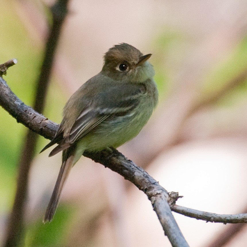 Western Flycatcher (Pacific-slope) - Colin Clasen
