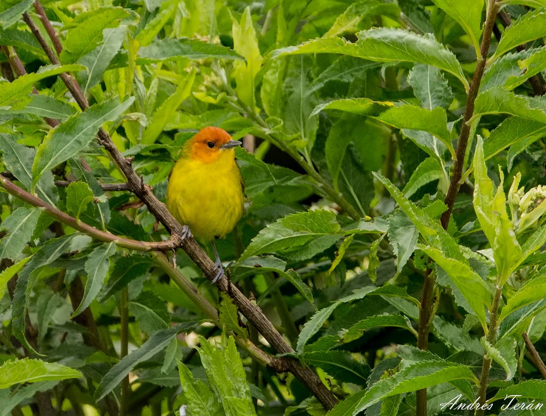 Rust-and-yellow Tanager - ML99078241