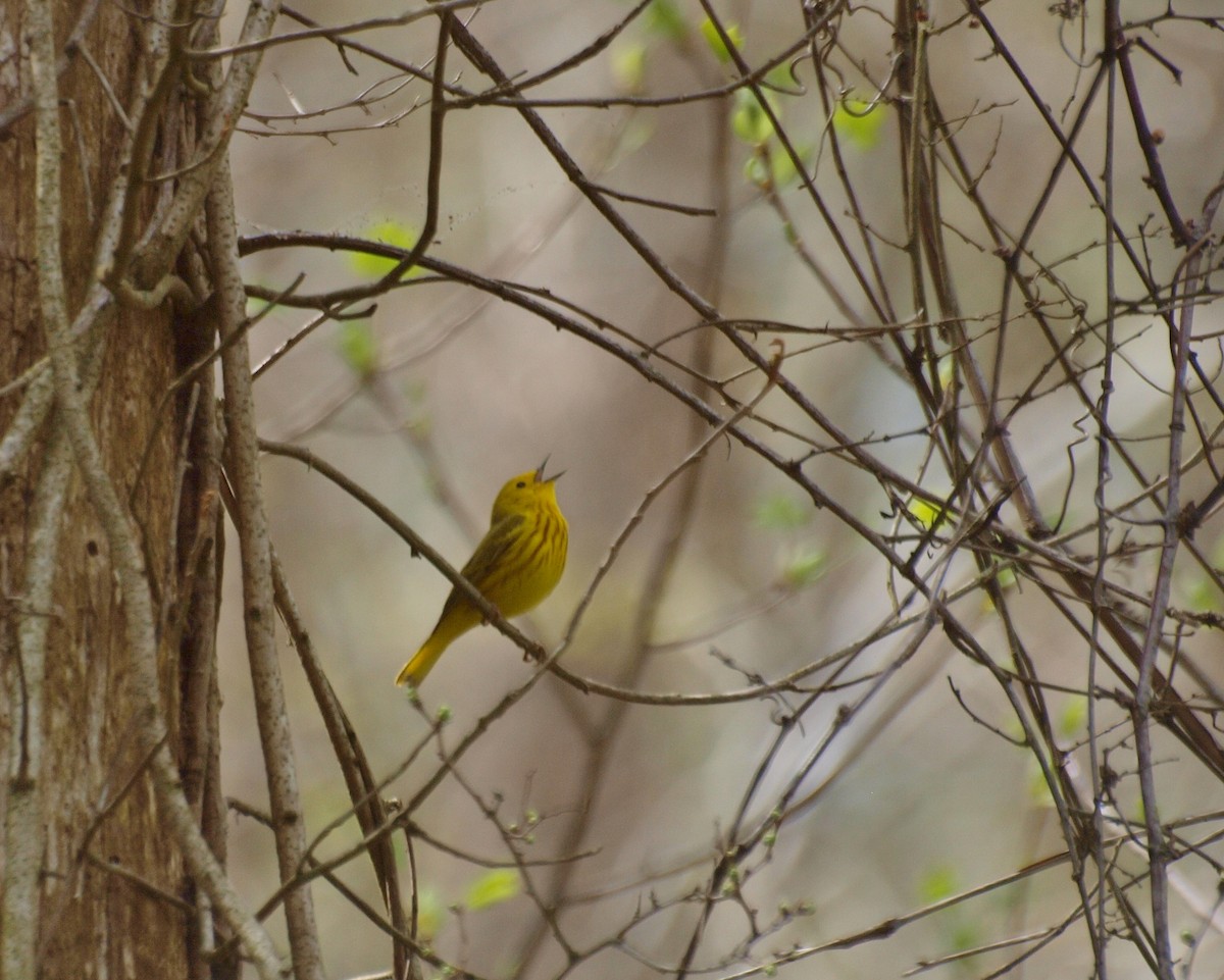 Yellow Warbler - Adam Zorn