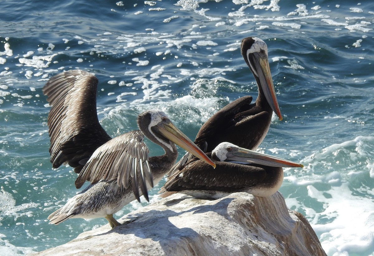 pelikán chilský - ML99084131