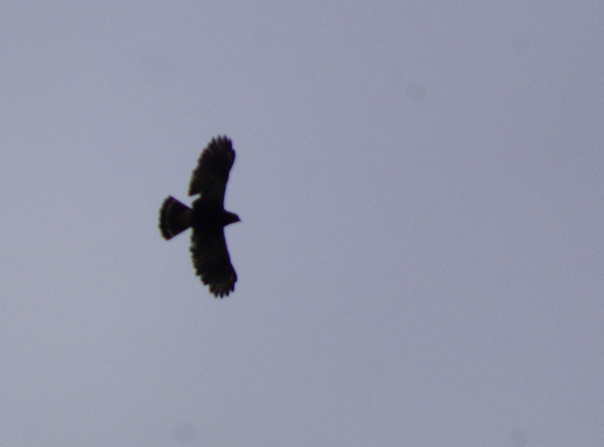 Zone-tailed Hawk - MANUEL FERNANDO  ZABALA PERILLA