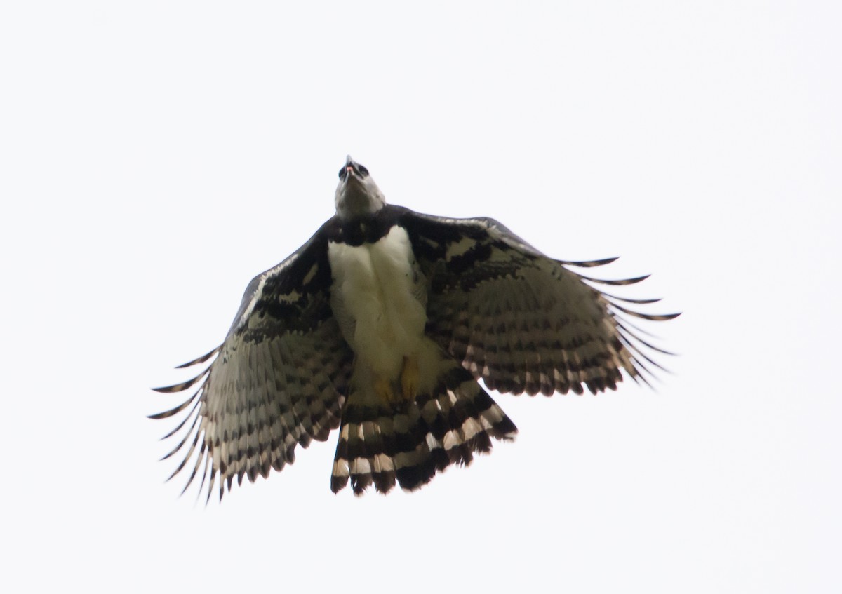 Harpy Eagle - ML99086481