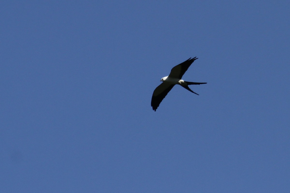 Swallow-tailed Kite - Carlos Funes