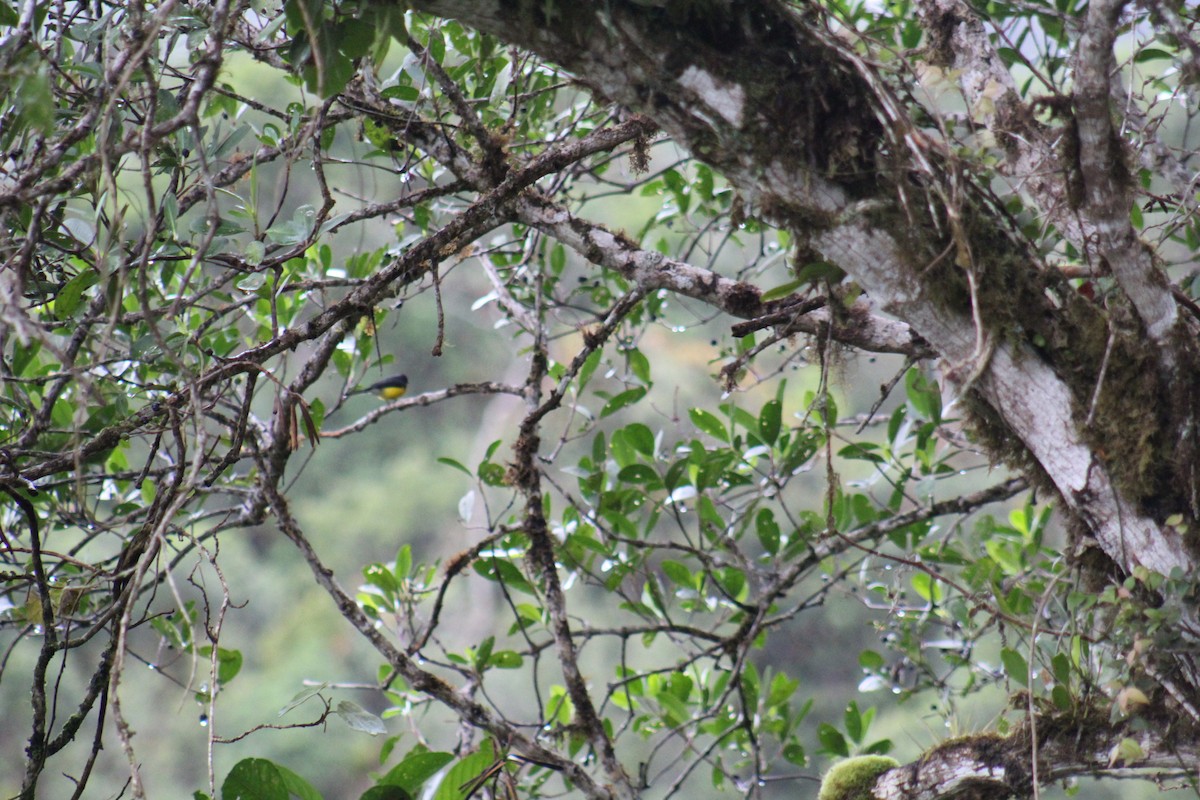 Slate-throated Redstart - PNN Doña Juana