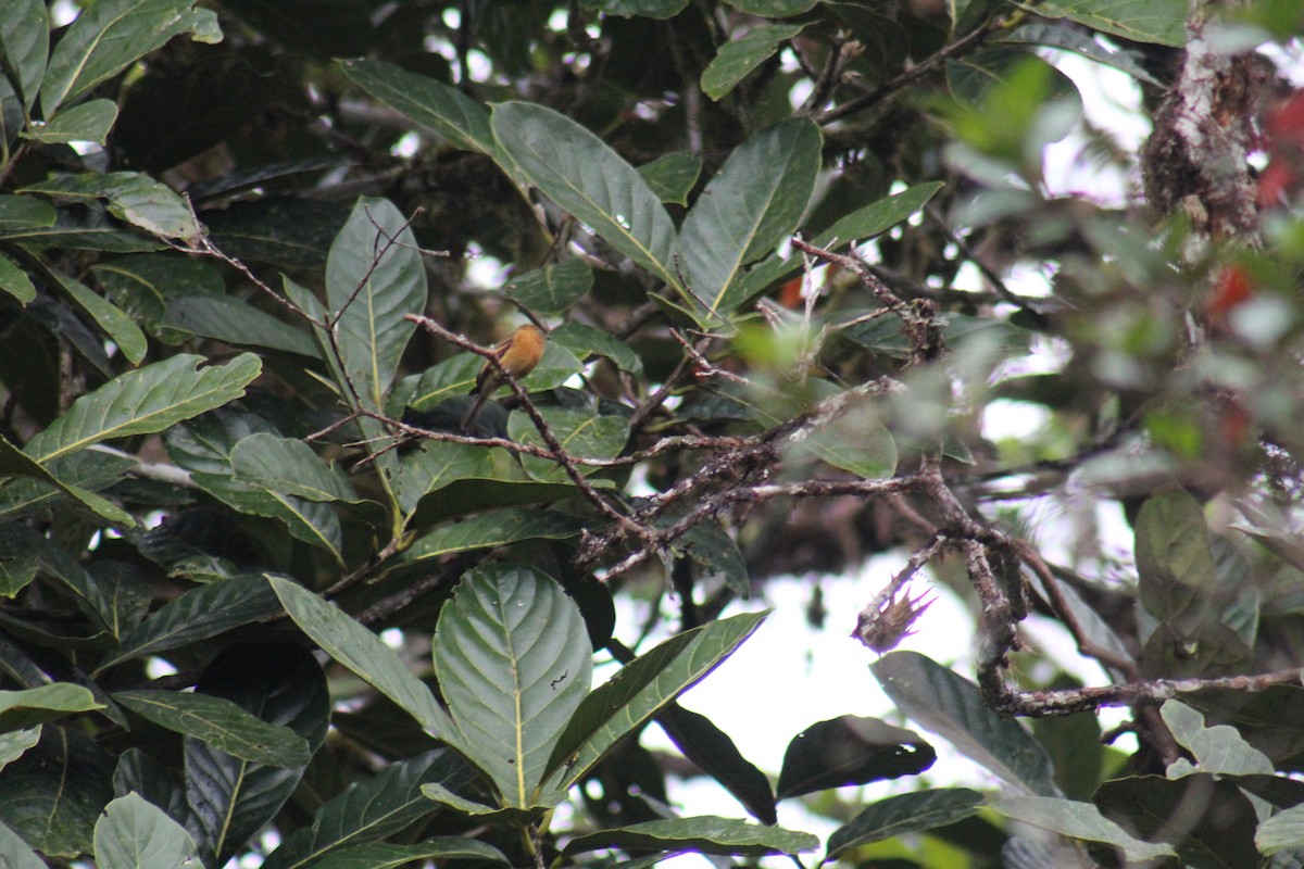 Cinnamon Flycatcher - PNN Doña Juana