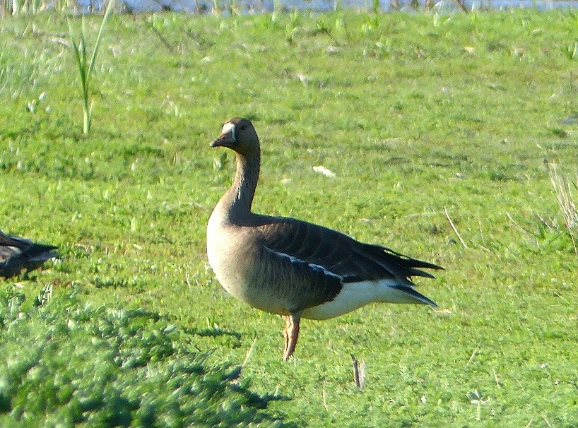 Greater White-fronted Goose - ML99087651