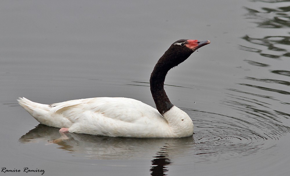 Black-necked Swan - ML99087751