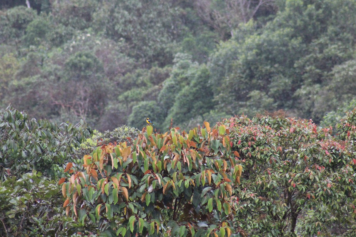Blue-winged Mountain Tanager - PNN Doña Juana