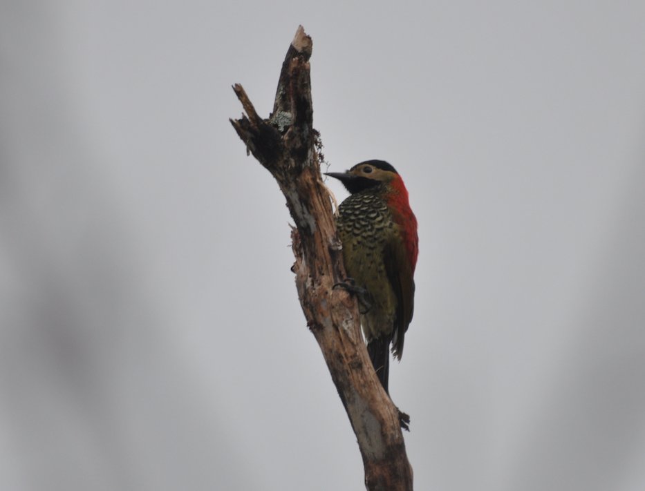 Crimson-mantled Woodpecker - ML99090801