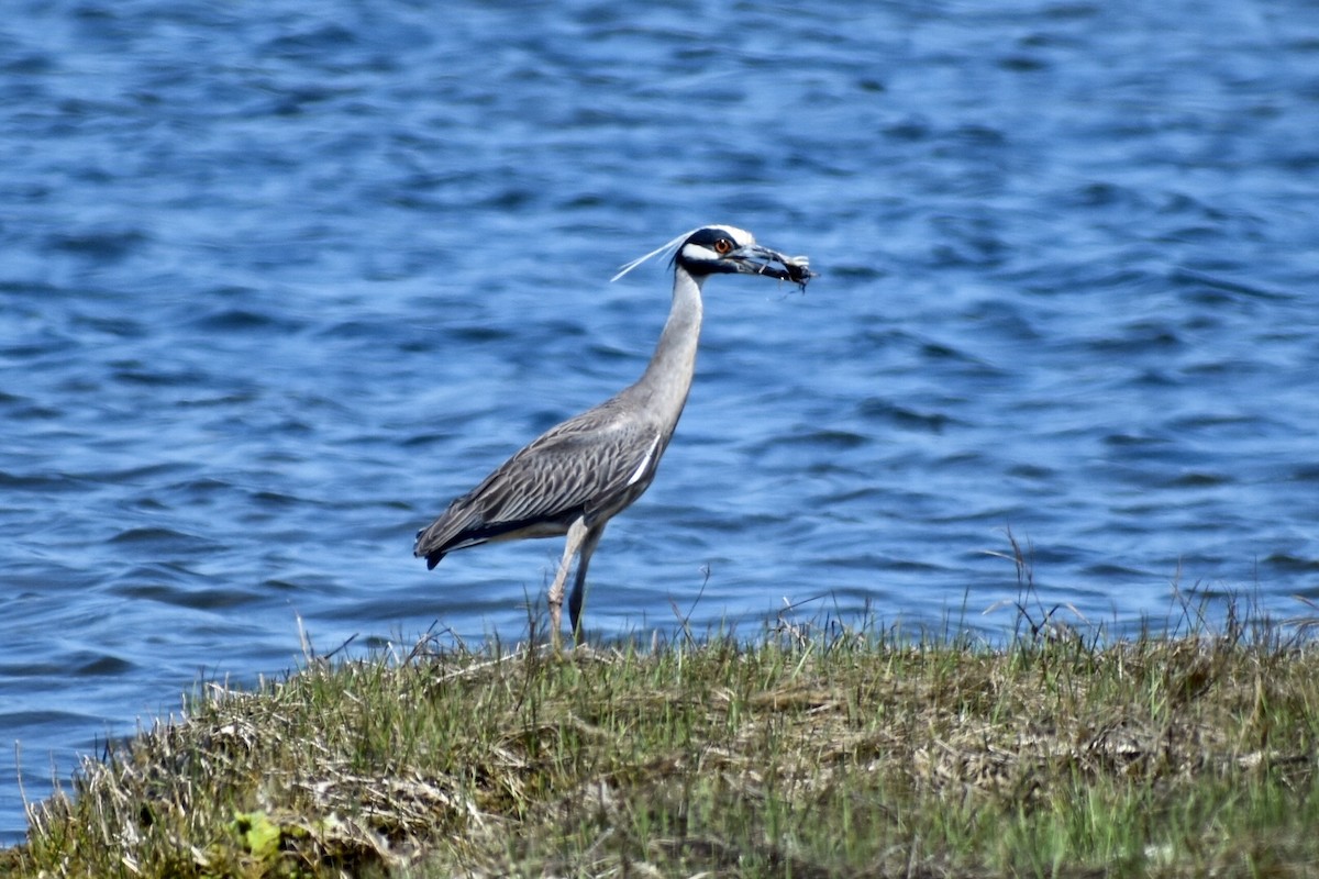 Yellow-crowned Night Heron - Steven Weiss