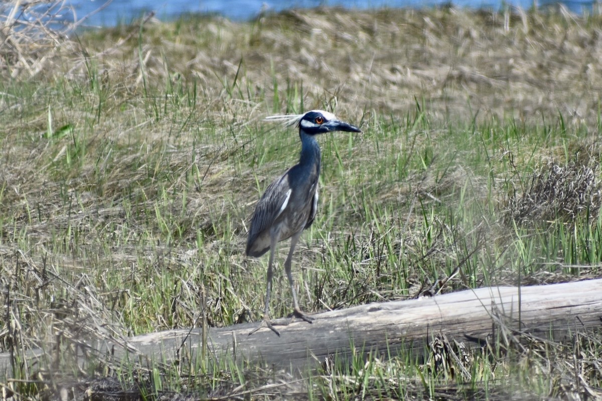 Yellow-crowned Night Heron - Steven Weiss