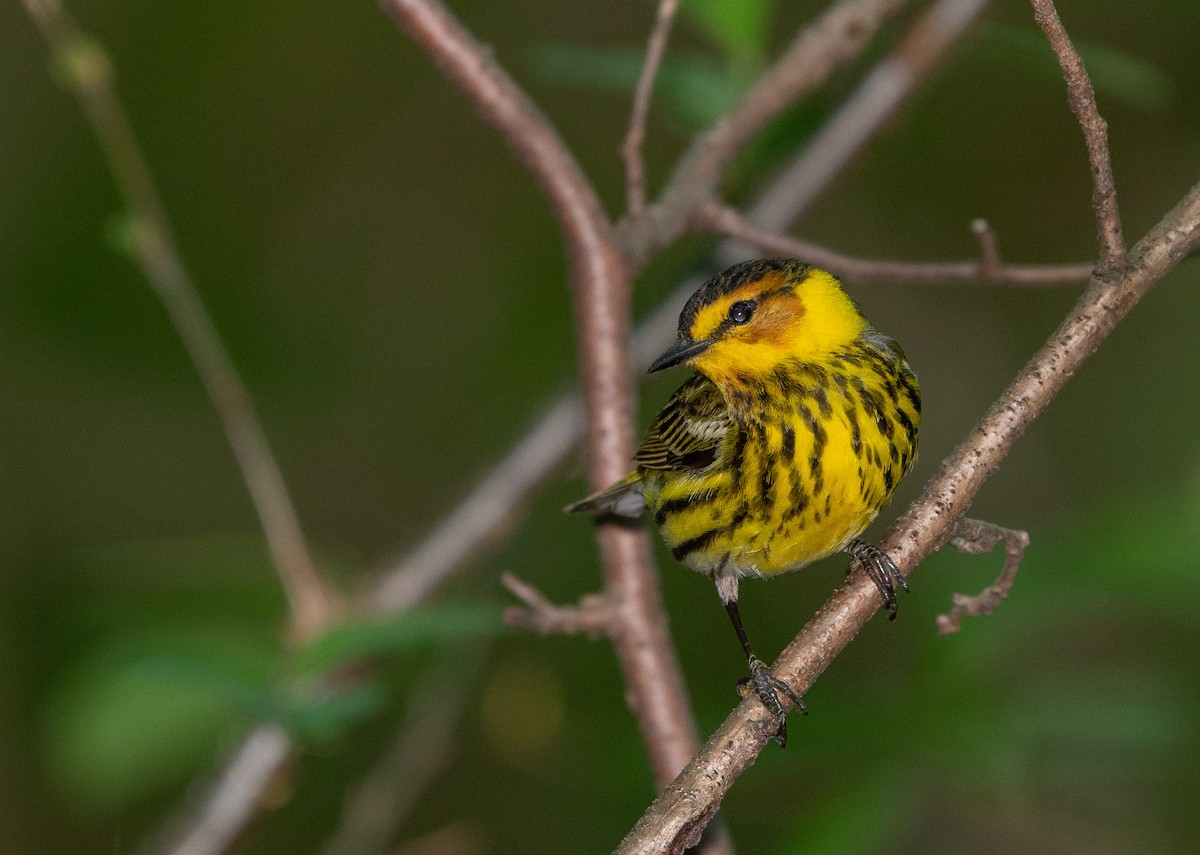 Cape May Warbler - ML99091181