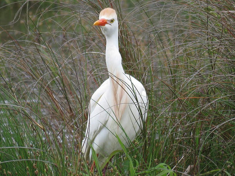 Western Cattle Egret - Karen Lebing