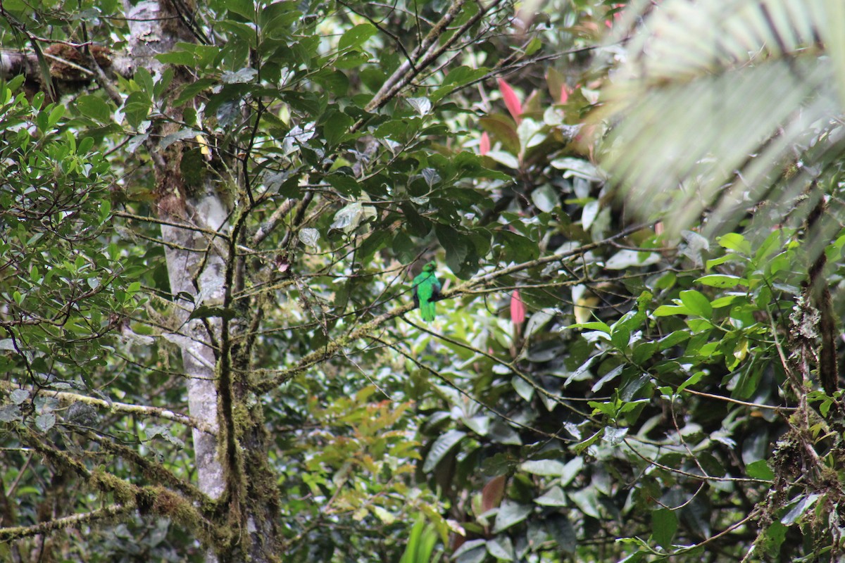 Crested Quetzal - ML99092451