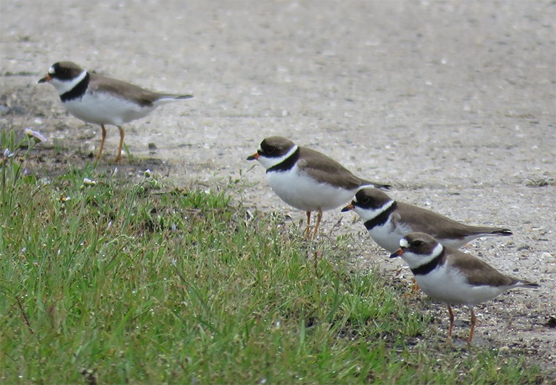 Semipalmated Plover - ML99092601