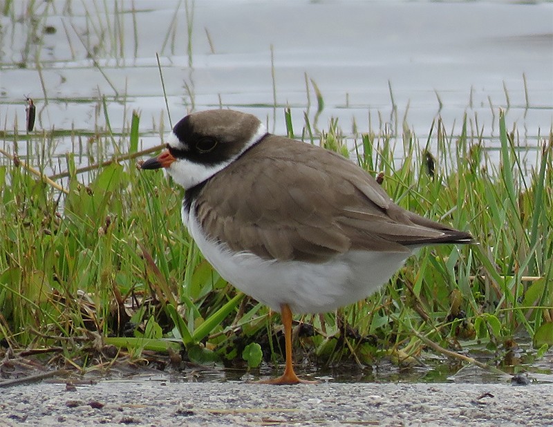 Semipalmated Plover - ML99092611