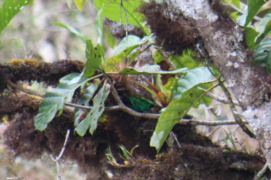 Orange-eared Tanager - PNN Doña Juana