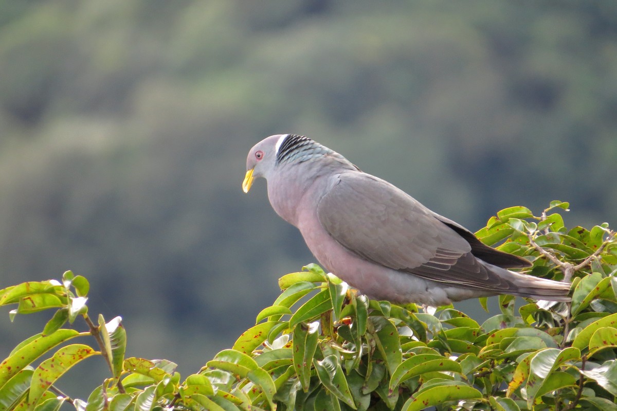 Band-tailed Pigeon - Luis Lasso Lasso
