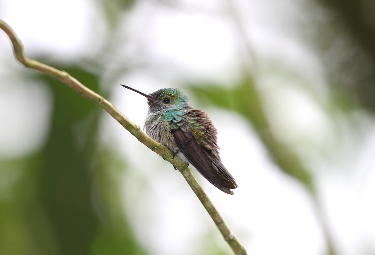 Blue-chested Hummingbird - Gualberto Becerra
