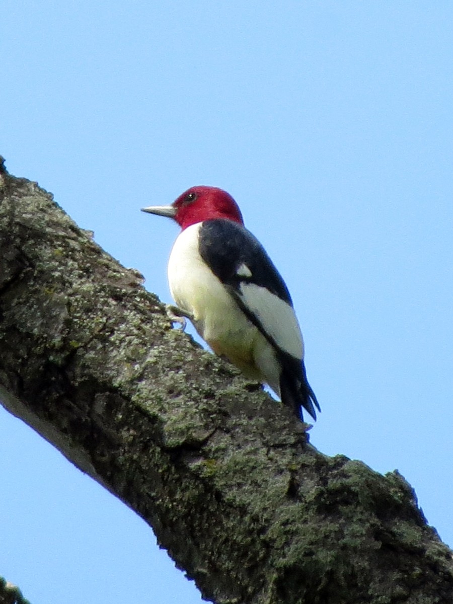 Red-headed Woodpecker - ML99096471