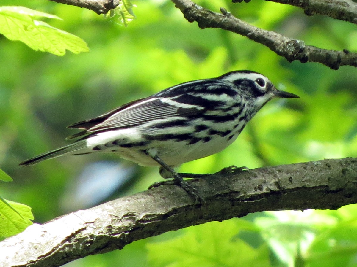 Black-and-white Warbler - ML99096701