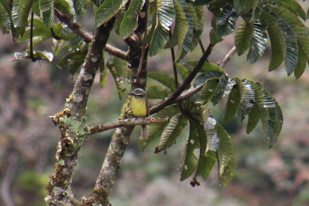 Rusty-margined Flycatcher - PNN Doña Juana