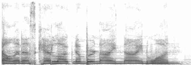 Blassfuß-Sturmtaucher - ML991