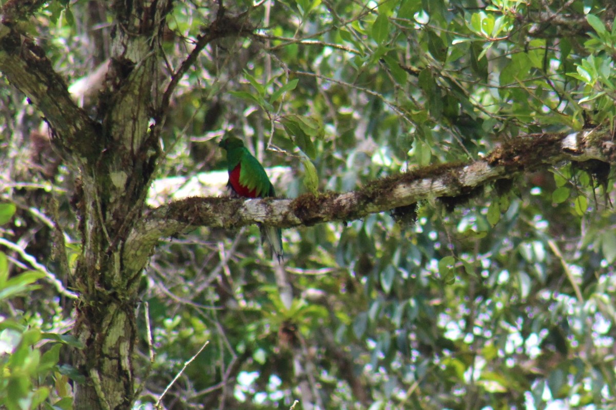 Crested Quetzal - PNN Doña Juana