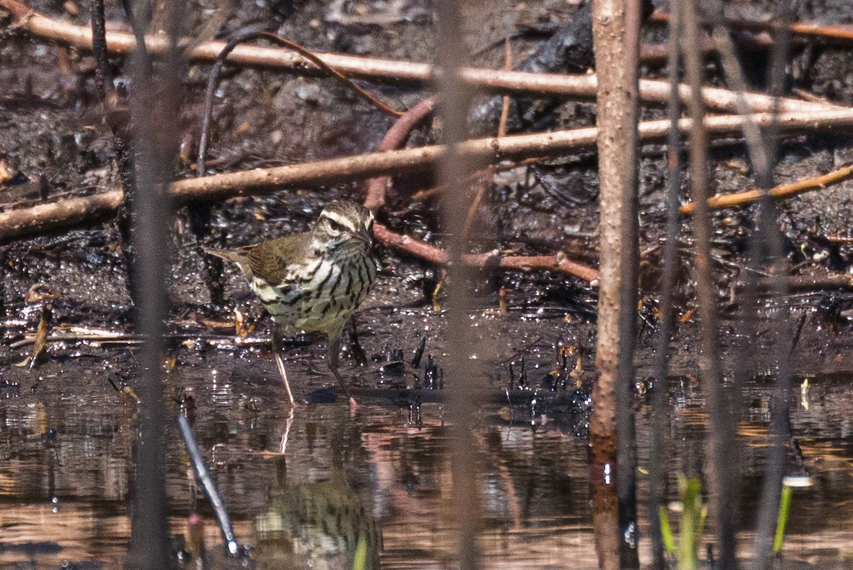 Northern Waterthrush - Kenny Younger