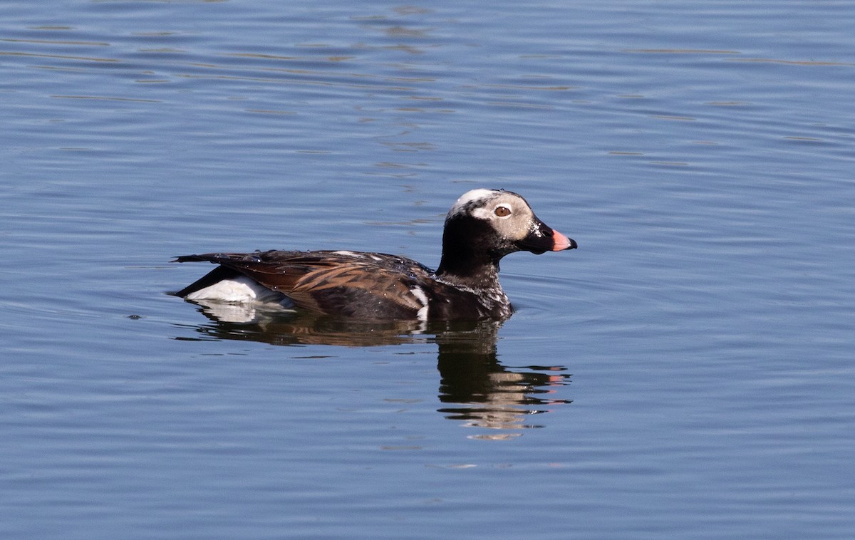 Long-tailed Duck - Suzanne Labbé