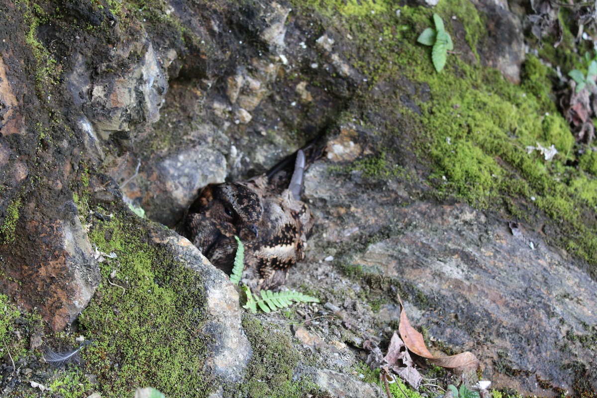 Lyre-tailed Nightjar - PNN Doña Juana