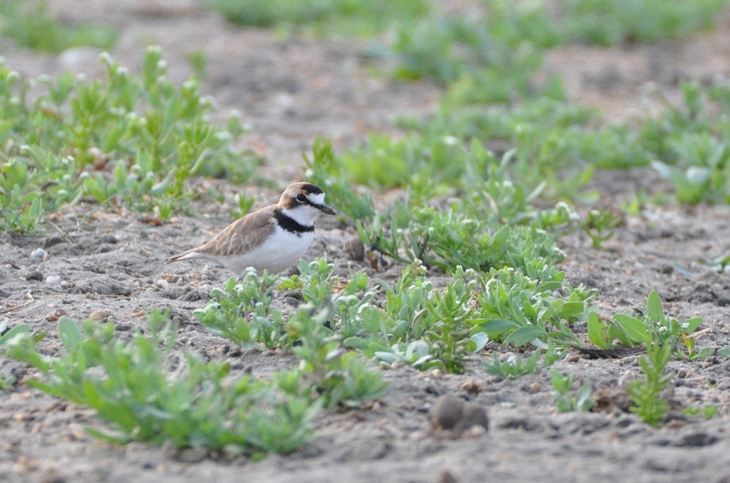 Collared Plover - ML99112781