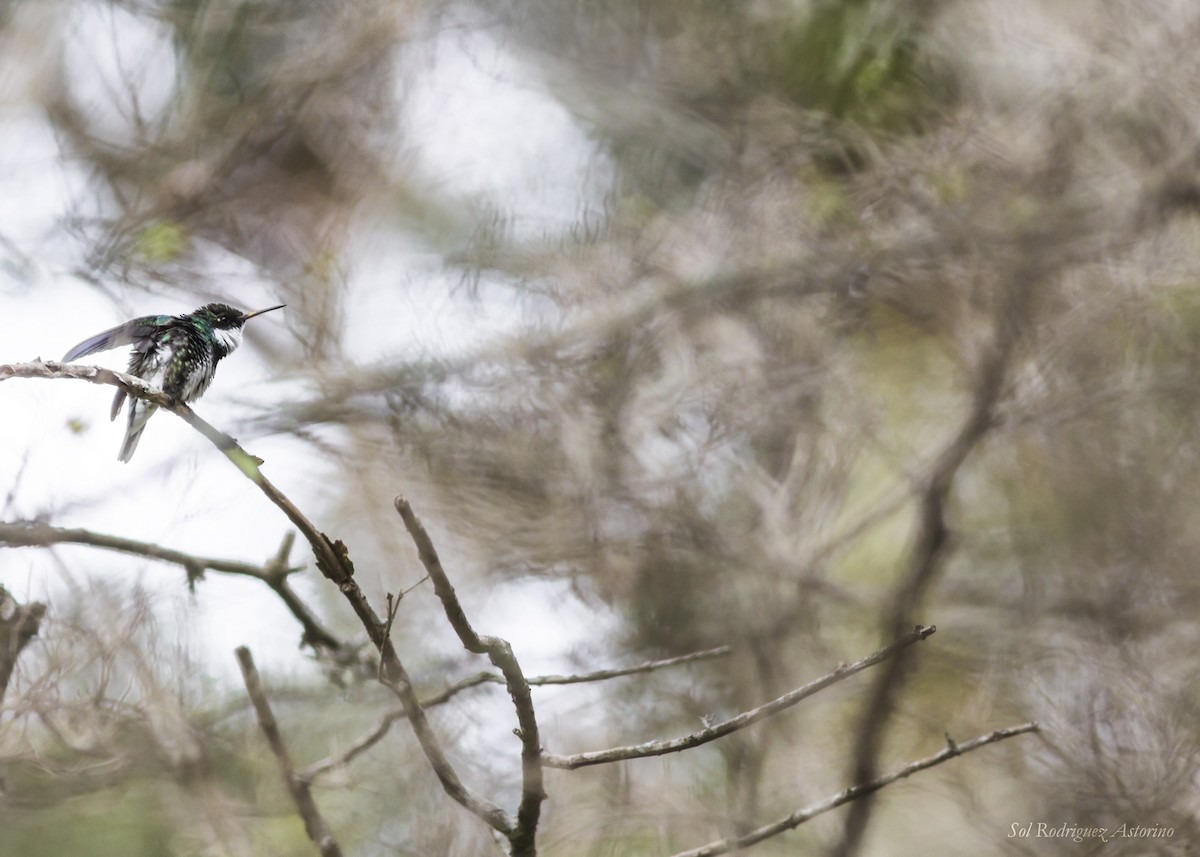 White-throated Hummingbird - Sol Rodriguez Astorino