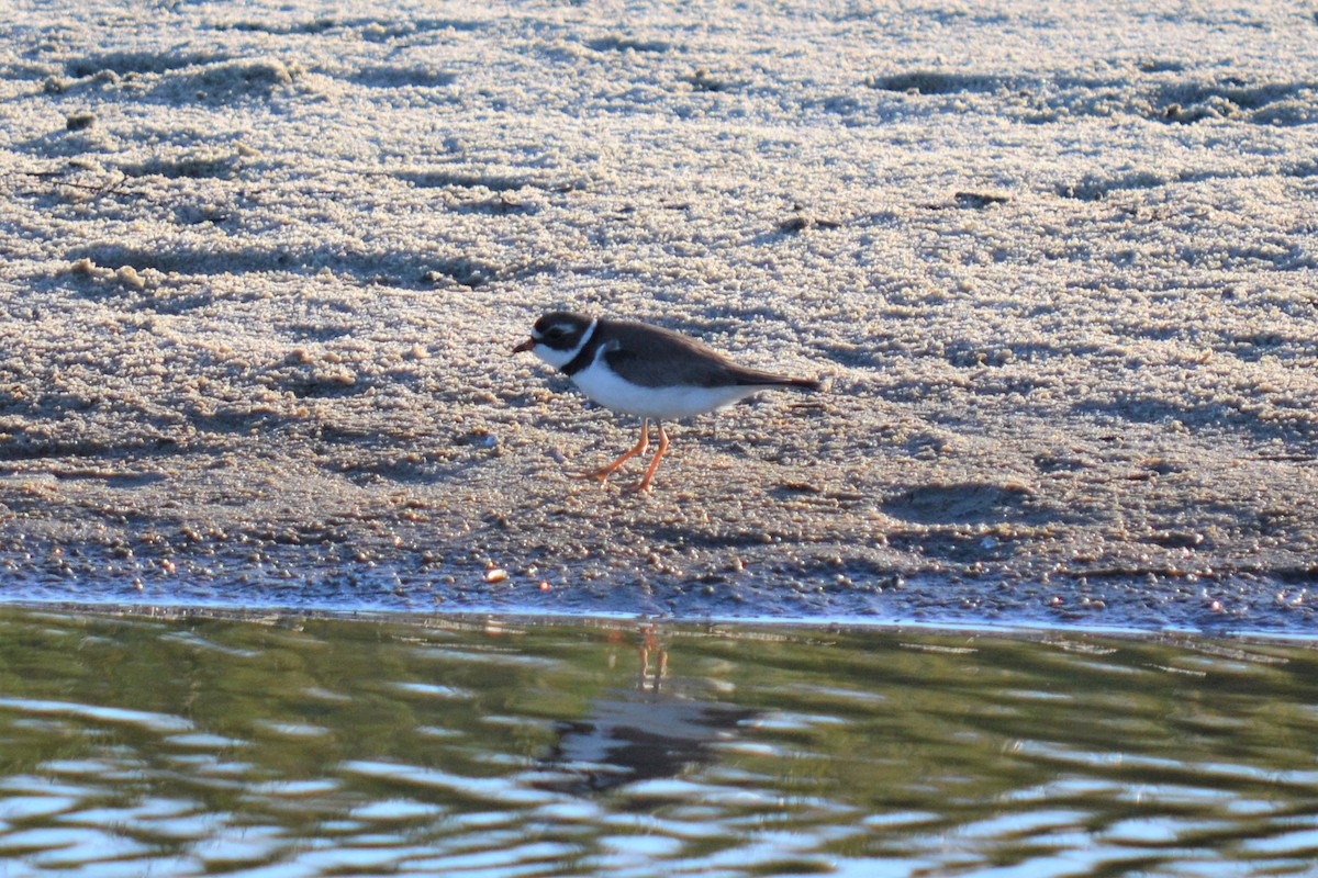 Semipalmated Plover - Andrew Lydeard